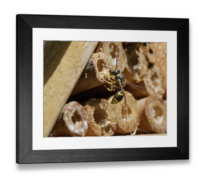 Framed Print : Mason wasp / Potter wasp (Ancistrocerus sp.) female, at entrance to nest hole in an insect hotel with a small beetle grub for its larvae to feed on, Wiltshire garden, UK. July Framed Print : Mason wasp / Potter wasp (Ancistrocerus sp.) female, at entrance to nest hole in an insect hotel with a small beetle grub for its larvae to feed on, Wiltshire garden, UK. July