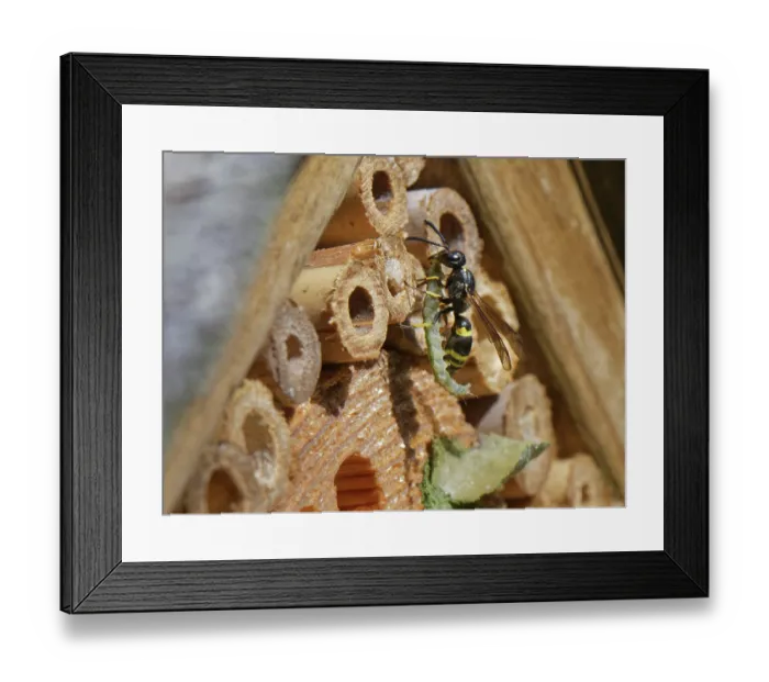 Framed Print : Mason wasp / Potter wasp (Ancistrocerus sp.) female, at entrance to nest in an insect hotel with green caterpillar prey for its larvae to feed on, Wiltshire garden, UK. July Framed Print : Mason wasp / Potter wasp (Ancistrocerus sp.) female, at entrance to nest in an insect hotel with green caterpillar prey for its larvae to feed on, Wiltshire garden, UK. July