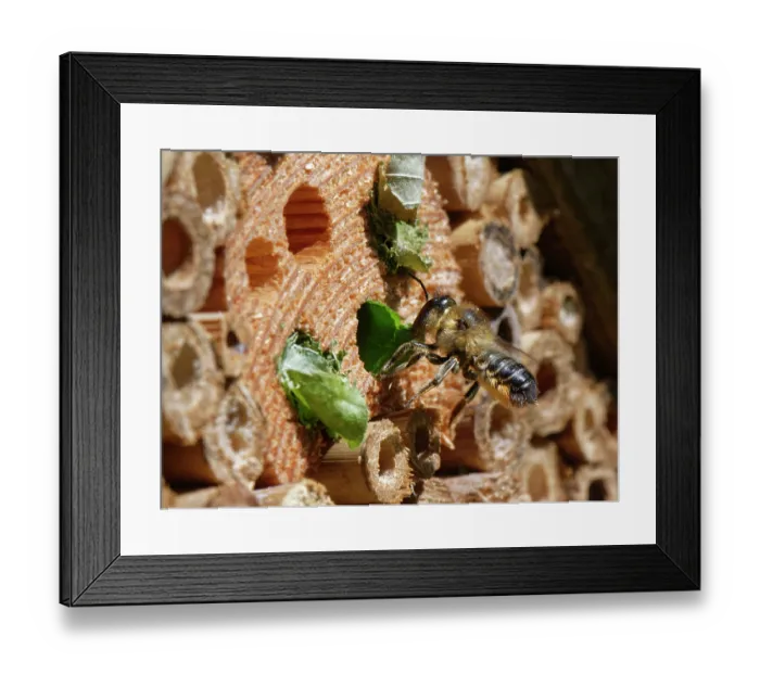Framed Print : Wood-carving leafcutter bee (Megachile ligniseca) female, removing a leaf circle brought by another bee competing for the same nest hole in an insect hotel, Wiltshire garden, UK Framed Print : Wood-carving leafcutter bee (Megachile ligniseca) female, removing a leaf circle brought by another bee competing for the same nest hole in an insect hotel, Wiltshire garden, UK