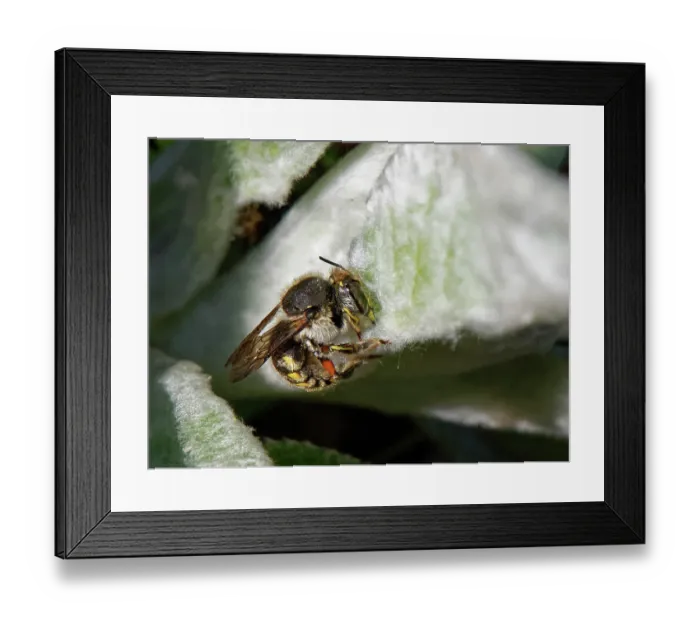 Framed Print : Wool carder bee (Anthidium manicatum) female, scraping hairs from a Lamb's ear (Stachys byzantina) leaf to line her nest with, Wiltshire, UK. July Framed Print : Wool carder bee (Anthidium manicatum) female, scraping hairs from a Lamb's ear (Stachys byzantina) leaf to line her nest with, Wiltshire, UK. July