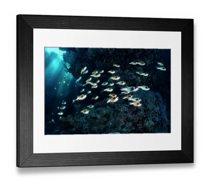 Framed Print : School of Masked pufferfish (Arothron diadematus) migrating along the reef to their spawning grounds, Ras Mohammed Marine Park, Sinai, Egypt, Red Sea Framed Print : School of Masked pufferfish (Arothron diadematus) migrating along the reef to their spawning grounds, Ras Mohammed Marine Park, Sinai, Egypt, Red Sea