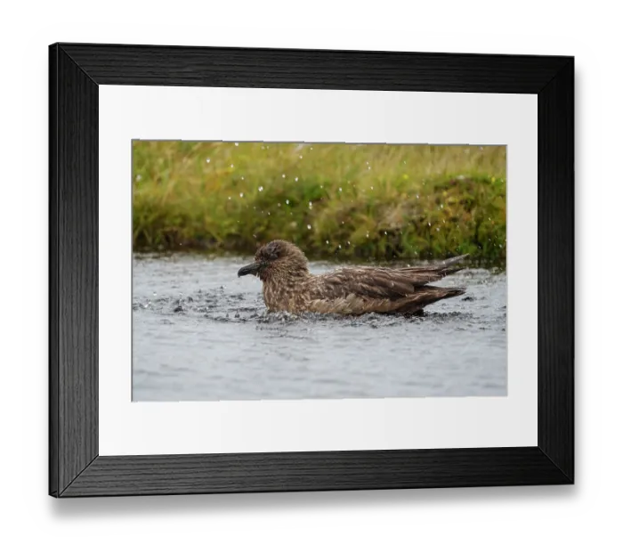 Framed Print : Great skua (Stercorarius skua) bathing in a pool, Hermaness National Nature Reserve, Shetland Isles, Scotland, UK. August Framed Print : Great skua (Stercorarius skua) bathing in a pool, Hermaness National Nature Reserve, Shetland Isles, Scotland, UK. August
