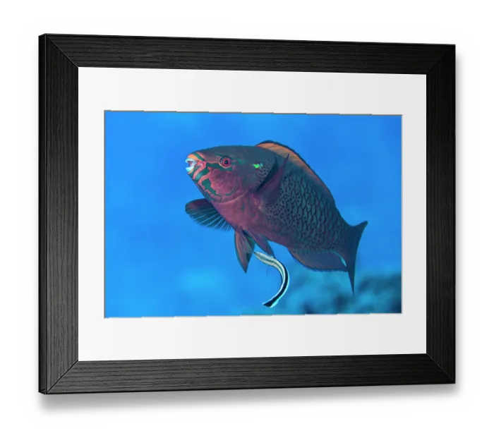 Framed Print : Bluestreak cleaner wrasse (Labroides dimidiatus) attending to a Dusky parrotfish (Scarus niger) on a coral reef, Giftun Island, Hurghada, Egypt, Red Sea Framed Print : Bluestreak cleaner wrasse (Labroides dimidiatus) attending to a Dusky parrotfish (Scarus niger) on a coral reef, Giftun Island, Hurghada, Egypt, Red Sea