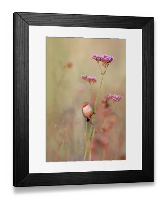 Framed Print : Common waxbill (Estrilda astrild) perched on flower stem, Rietvlei Nature Reserve, Gauteng, South Africa