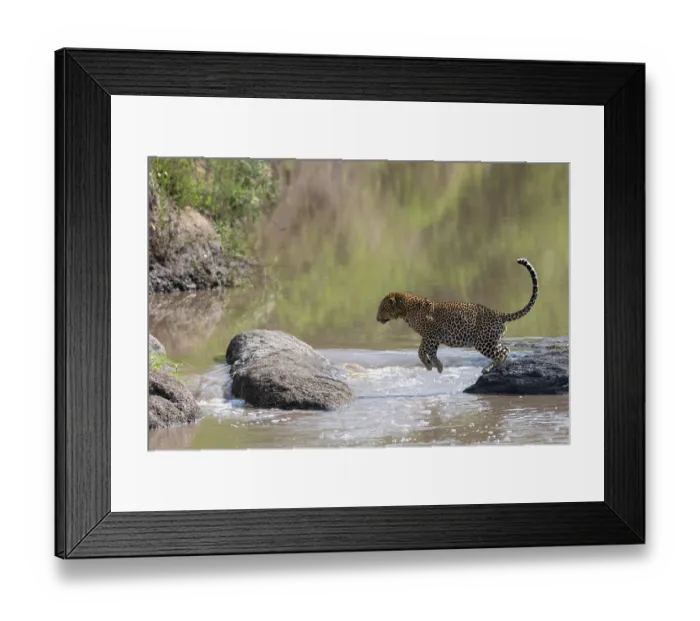 Framed Print : Leopard (Panthera pardus pardus) jumping over a river, Masai Mara National Reserve, Kenya Framed Print : Leopard (Panthera pardus pardus) jumping over a river, Masai Mara National Reserve, Kenya