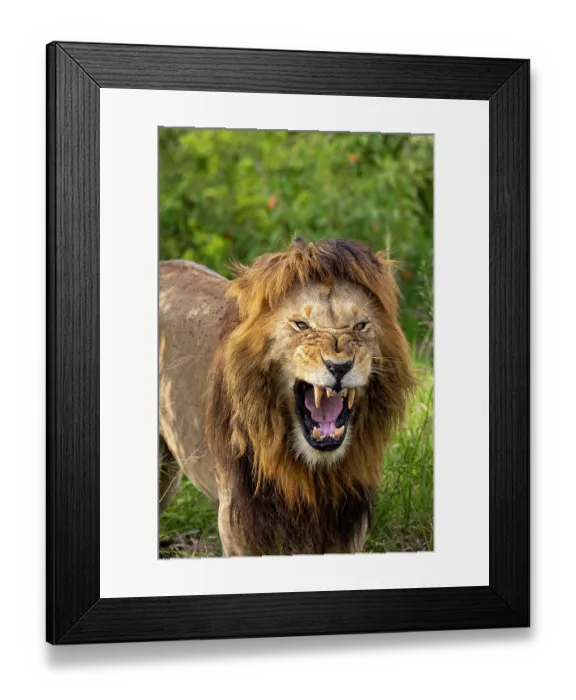 Framed Print : Lion (Panthera leo) male, snarling, portrait, Masai Mara National Reserve, Kenya