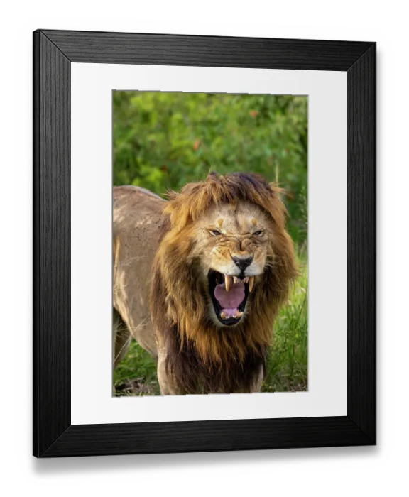 Framed Print : Lion (Panthera leo) male, snarling, portrait, Masai Mara National Reserve, Kenya