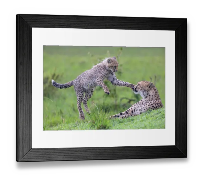 Framed Print : Two Cheetahs (Acinonyx jubatus) mother and juvenile, playing in the grass, Masai Mara National Reserve, Kenya Framed Print : Two Cheetahs (Acinonyx jubatus) mother and juvenile, playing in the grass, Masai Mara National Reserve, Kenya