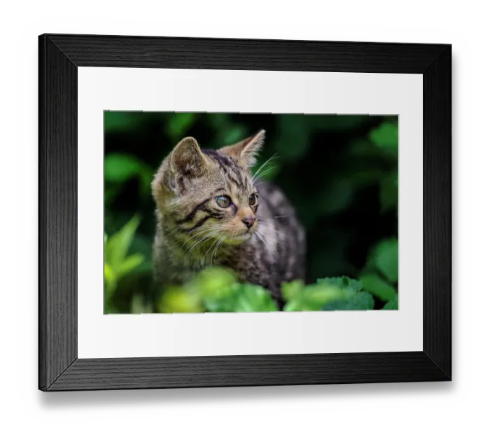 Framed Print : Scottish wildcat (Felis silvestris silvestris) kitten, cautiously emerging from undergrowth Framed Print : Scottish wildcat (Felis silvestris silvestris) kitten, cautiously emerging from undergrowth