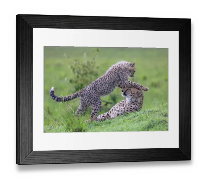 Framed Print : Two Cheetahs (Acinonyx jubatus) mother and juvenile, playing in the grass, Masai Mara National Reserve, Kenya Framed Print : Two Cheetahs (Acinonyx jubatus) mother and juvenile, playing in the grass, Masai Mara National Reserve, Kenya