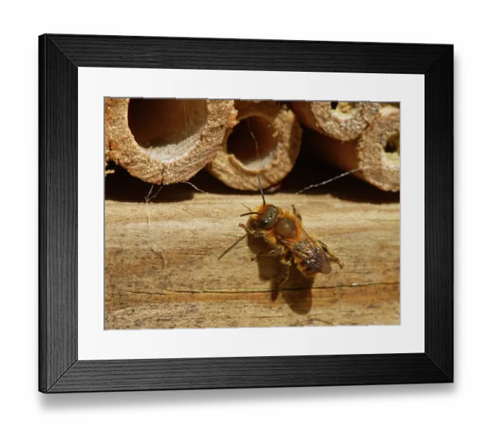 Framed Print : Orange-vented mason bee (Osmia leaiana) female, visiting an insect hotel in search of a nest site, Wiltshire garden, UK. May Framed Print : Orange-vented mason bee (Osmia leaiana) female, visiting an insect hotel in search of a nest site, Wiltshire garden, UK. May