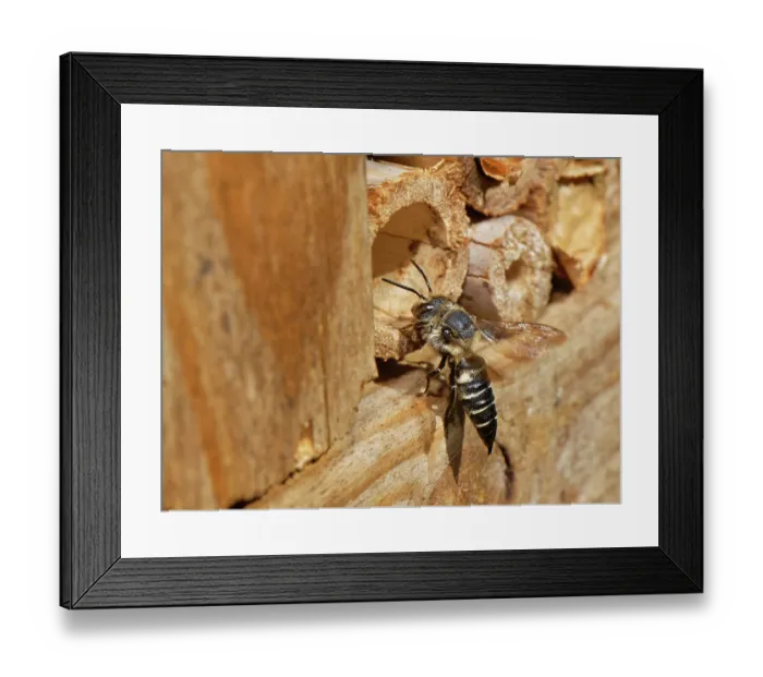 Framed Print : Shiny-vented sharp-tail bee (Coelioxys inermis) Framed Print : Shiny-vented sharp-tail bee (Coelioxys inermis)