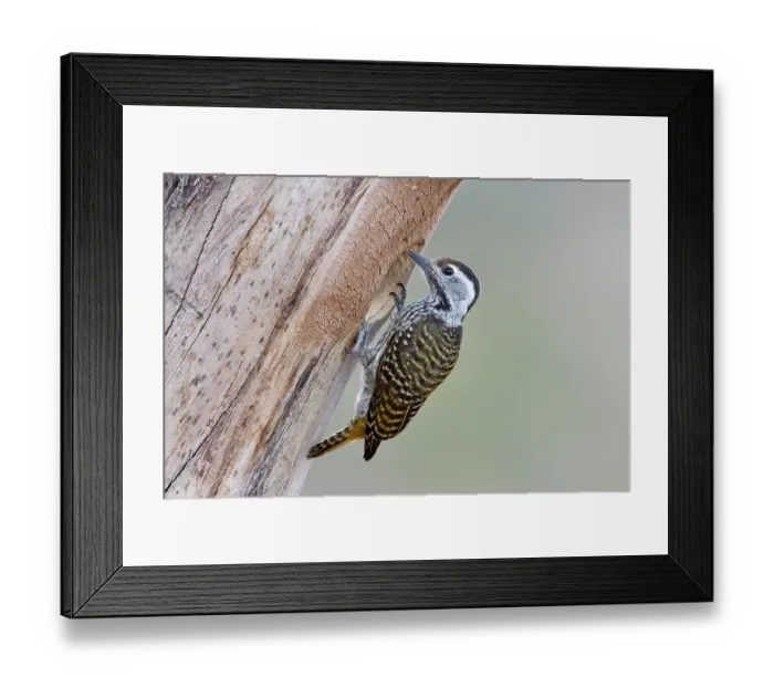 Framed Print : Cardinal woodpecker (Dendropicos fuscescens) female, perched on tree trunk at entrance to nest hole, Nambithi Game Reserve, Ladysmith, South Africa Framed Print : Cardinal woodpecker (Dendropicos fuscescens) female, perched on tree trunk at entrance to nest hole, Nambithi Game Reserve, Ladysmith, South Africa