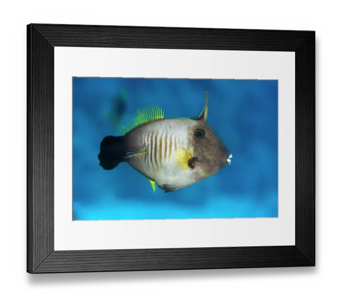 Framed Print : Broom filefish (Amanses scopas) portrait, Giftun Island, Hurghada, Egypt, Red Sea Framed Print : Broom filefish (Amanses scopas) portrait, Giftun Island, Hurghada, Egypt, Red Sea