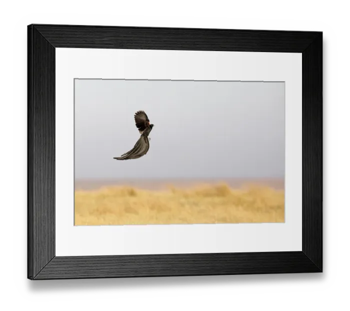 Framed Print : Long-tailed widowbird (Euplectes progne) male, flight display, Rietvlei Nature Reserve, Gauteng, South Africa Framed Print : Long-tailed widowbird (Euplectes progne) male, flight display, Rietvlei Nature Reserve, Gauteng, South Africa