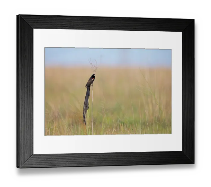 Framed Print : Long-tailed widowbird (Euplectes progne) male, perched on dried plant stem in grassland, Rietvlei Nature Reserve, Gauteng, South Africa Framed Print : Long-tailed widowbird (Euplectes progne) male, perched on dried plant stem in grassland, Rietvlei Nature Reserve, Gauteng, South Africa