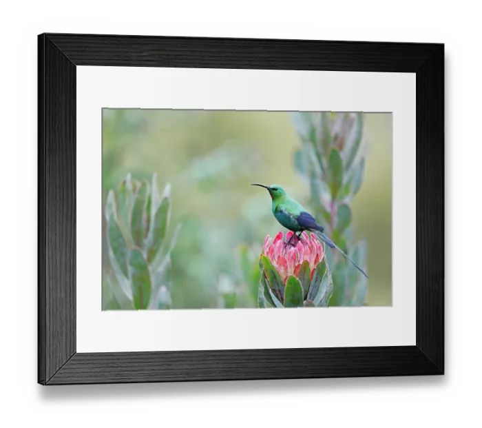 Framed Print : Malachite sunbird (Nectarinia famosa) perched on Aloe flower, Balgowan, KwaZulu Natal, South Africa Framed Print : Malachite sunbird (Nectarinia famosa) perched on Aloe flower, Balgowan, KwaZulu Natal, South Africa