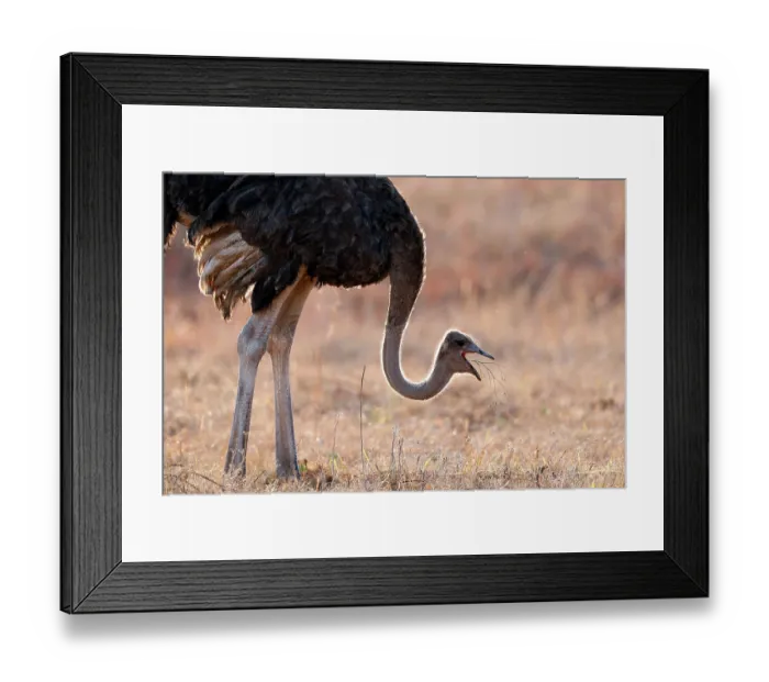 Framed Print : Common ostrich (Struthio camelus) male, feeding in grassland, Rietvlei Nature Reserve, South Africa Framed Print : Common ostrich (Struthio camelus) male, feeding in grassland, Rietvlei Nature Reserve, South Africa
