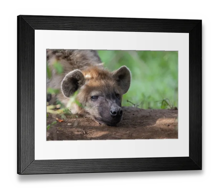 Framed Print : Spotted hyena (Crocuta crocuta) resting, portrait, Masai Mara National Reserve, Kenya Framed Print : Spotted hyena (Crocuta crocuta) resting, portrait, Masai Mara National Reserve, Kenya