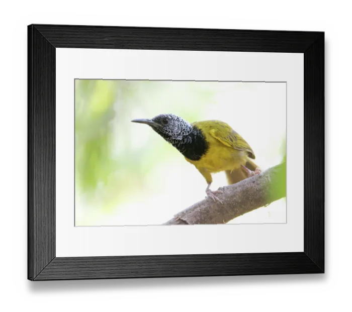 Framed Print : Oriole warbler (Hypergerus atriceps) perched on branch, Benoue National Park, north west Cameroon Framed Print : Oriole warbler (Hypergerus atriceps) perched on branch, Benoue National Park, north west Cameroon