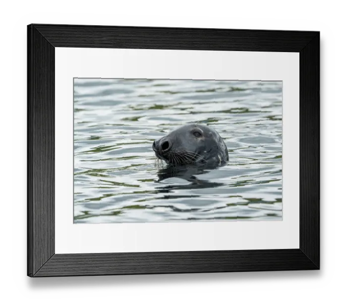 Framed Print : Grey seal (Halichoerus grypus) male, at the water surface, Shetland Isles, Scotland, UK, Atlantic Ocean