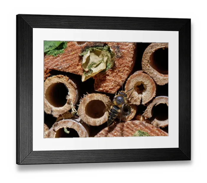 Framed Print : Shiny-vented sharp-tail bee (Coelioxys inermis) visiting an insect hotel, searching for Leafcutter bee (Megachile sp.) nests to parasitise, Wiltshire garden, UK. July Framed Print : Shiny-vented sharp-tail bee (Coelioxys inermis) visiting an insect hotel, searching for Leafcutter bee (Megachile sp.) nests to parasitise, Wiltshire garden, UK. July