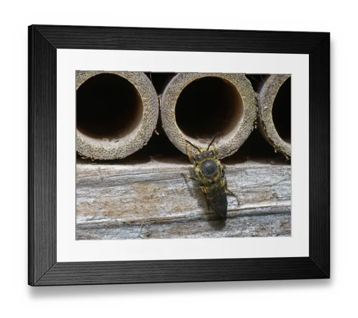 Framed Print : Shiny-vented sharp-tail bee (Coelioxys inermis) visiting an insect hotel, searching for Leafcutter bee (Megachile sp.) nests to parasitise, Wiltshire garden, UK. July Framed Print : Shiny-vented sharp-tail bee (Coelioxys inermis) visiting an insect hotel, searching for Leafcutter bee (Megachile sp.) nests to parasitise, Wiltshire garden, UK. July