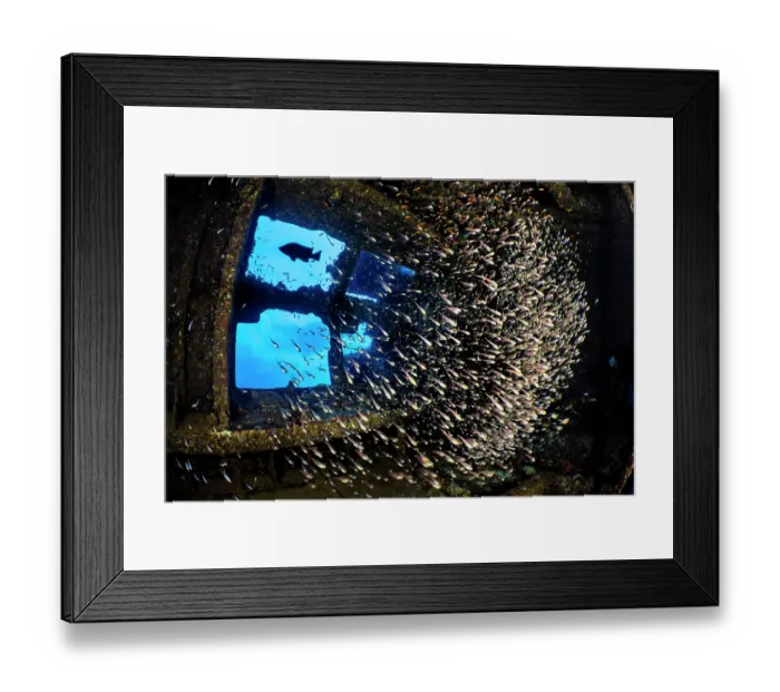 Framed Print : Glassfish (Parapriacanthus sp.) schooling in the engine room of the Giannis D wreck with A Redmouth grouper (Aethaloperca rogaa), Abu Nuhas Reef, Egypt, Strait of Gubal, Red Sea Framed Print : Glassfish (Parapriacanthus sp.) schooling in the engine room of the Giannis D wreck with A Redmouth grouper (Aethaloperca rogaa), Abu Nuhas Reef, Egypt, Strait of Gubal, Red Sea
