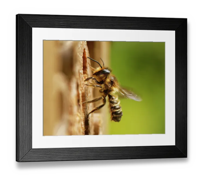 Framed Print : Wood-carving leafcutter bee (Megachile ligniseca) male, resting on an insect hotel searching for a mate, Wiltshire garden, UK. July Framed Print : Wood-carving leafcutter bee (Megachile ligniseca) male, resting on an insect hotel searching for a mate, Wiltshire garden, UK. July