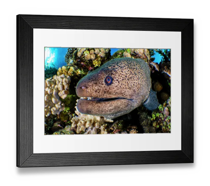 Framed Print : Giant moray (Gymnothorax javanicus) peering out from a coral reef, Gubal Island, Egypt, Red Sea