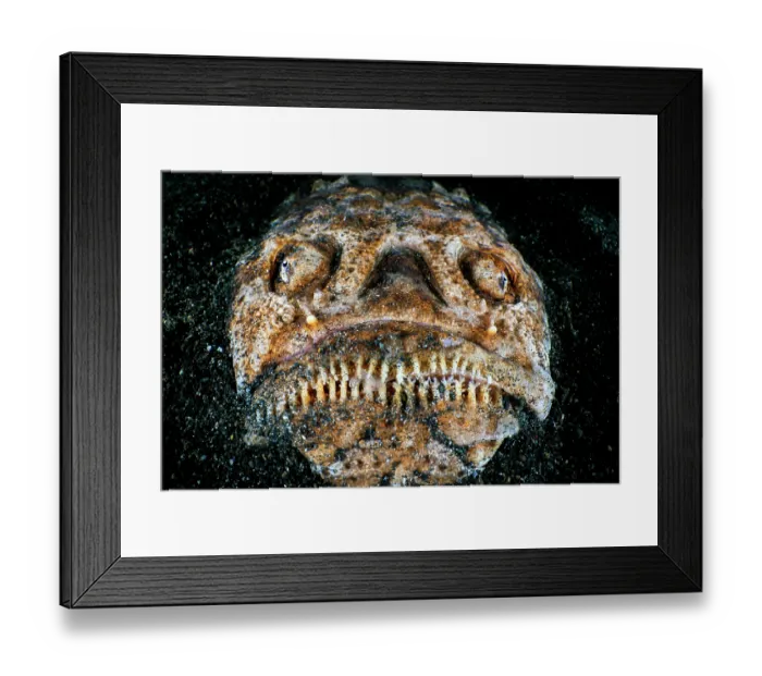 Framed Print : RF - Whitemargin stargazer (Uranoscopus sulphureus) emerging from black volcanic sand on seabed at night, Bitung, North Sulawesi, Indonesia, Lembeh Strait, Molucca Sea Framed Print : RF - Whitemargin stargazer (Uranoscopus sulphureus) emerging from black volcanic sand on seabed at night, Bitung, North Sulawesi, Indonesia, Lembeh Strait, Molucca Sea