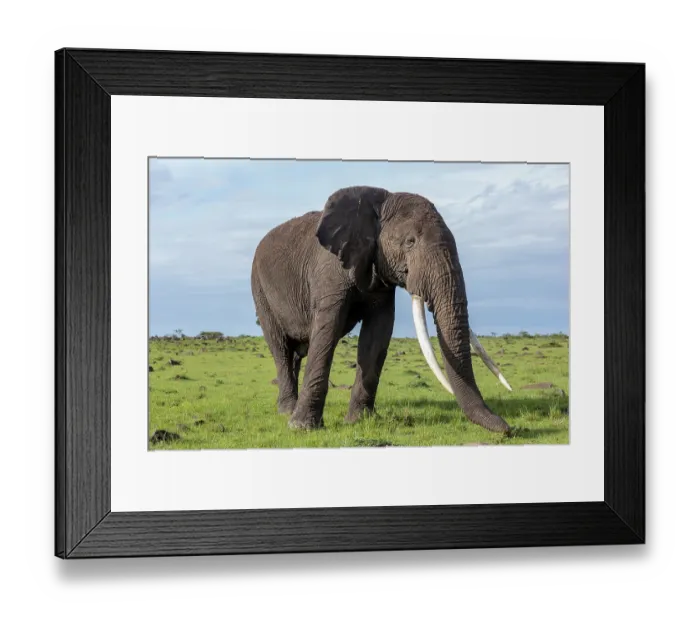 Framed Print : African elephant (Loxodonta africana) bull, portrait, Masai Mara National Reserve, Kenya. Endangered Framed Print : African elephant (Loxodonta africana) bull, portrait, Masai Mara National Reserve, Kenya. Endangered