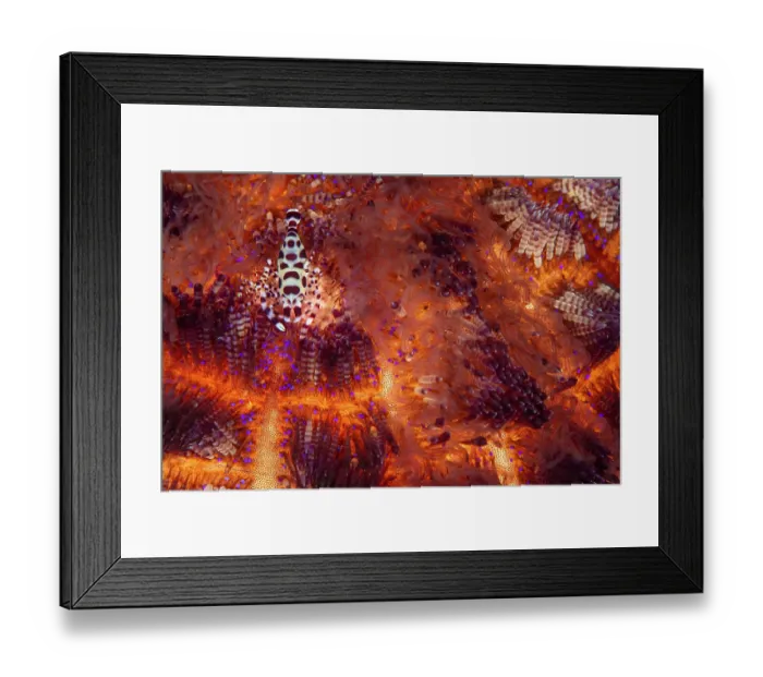 Framed Print : RF - Coleman shrimp (Periclimenes colemani) female, with smaller male on left, living in a Fire urchin (Asthenosoma varium), Bitung, North Sulawesi, Indonesia, Lembeh Strait Framed Print : RF - Coleman shrimp (Periclimenes colemani) female, with smaller male on left, living in a Fire urchin (Asthenosoma varium), Bitung, North Sulawesi, Indonesia, Lembeh Strait