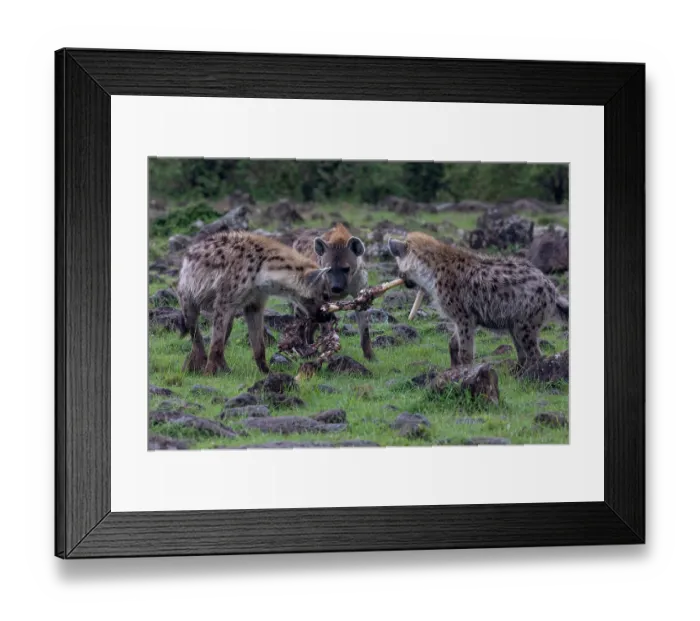 Framed Print : Spotted hyena (Crocuta crocuta) pack carrying bones from an animal carcass, Masai Mara National Reserve, Kenya Framed Print : Spotted hyena (Crocuta crocuta) pack carrying bones from an animal carcass, Masai Mara National Reserve, Kenya