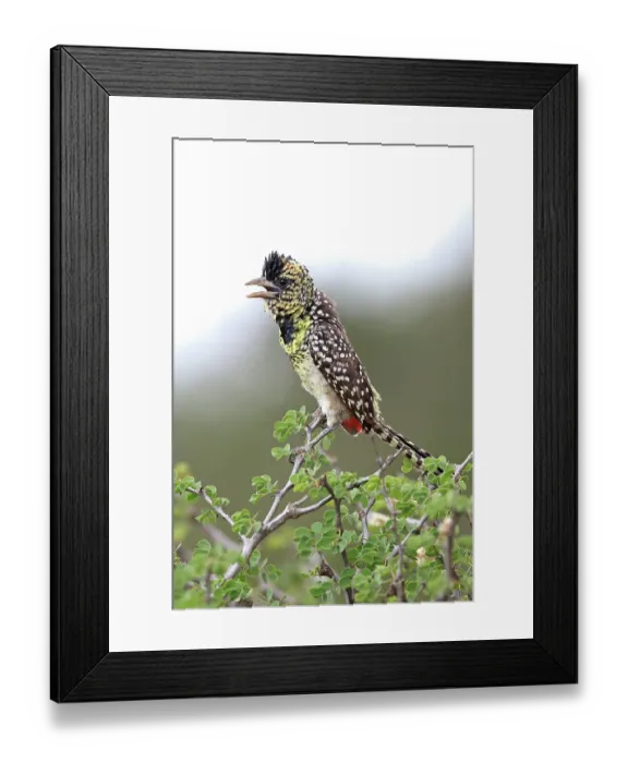 Framed Print : D Arnaud's barbet (Trachyphonus darnaudii) perched in tree, calling, El Karama Wilderness Conservancy, northern Kenya Framed Print : D Arnaud's barbet (Trachyphonus darnaudii) perched in tree, calling, El Karama Wilderness Conservancy, northern Kenya