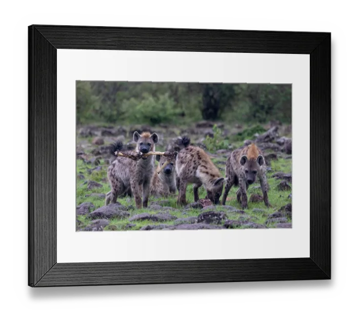 Framed Print : Spotted hyena (Crocuta crocuta) pack carrying bones from an animal carcass, Masai Mara National Reserve, Kenya Framed Print : Spotted hyena (Crocuta crocuta) pack carrying bones from an animal carcass, Masai Mara National Reserve, Kenya