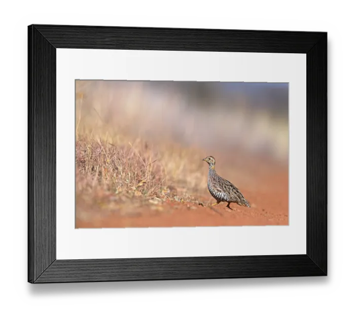 Framed Print : Coqui francolin (Peliperdix coqui) walking across a road, Dinokeng Game Reserve, Gauteng, South Africa Framed Print : Coqui francolin (Peliperdix coqui) walking across a road, Dinokeng Game Reserve, Gauteng, South Africa