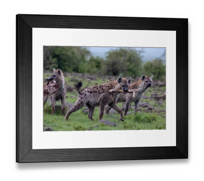 Framed Print : Spotted hyena (Crocuta crocuta) pack carrying bones from an animal carcass, Masai Mara National Reserve, Kenya Framed Print : Spotted hyena (Crocuta crocuta) pack carrying bones from an animal carcass, Masai Mara National Reserve, Kenya