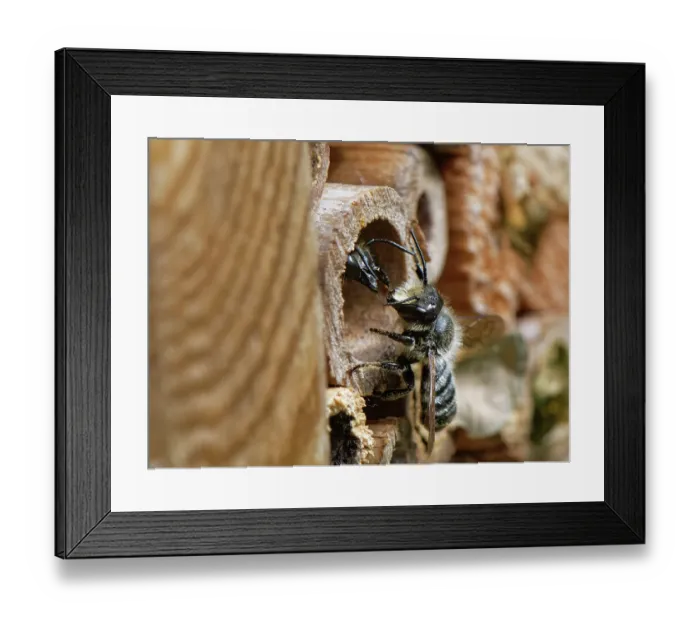 Framed Print : Wood-carving leafcutter bee (Megachile ligniseca) female, using her large jaws to repel a male as it approaches her nest burrow within an insect hotel, Wiltshire garden, UK Framed Print : Wood-carving leafcutter bee (Megachile ligniseca) female, using her large jaws to repel a male as it approaches her nest burrow within an insect hotel, Wiltshire garden, UK
