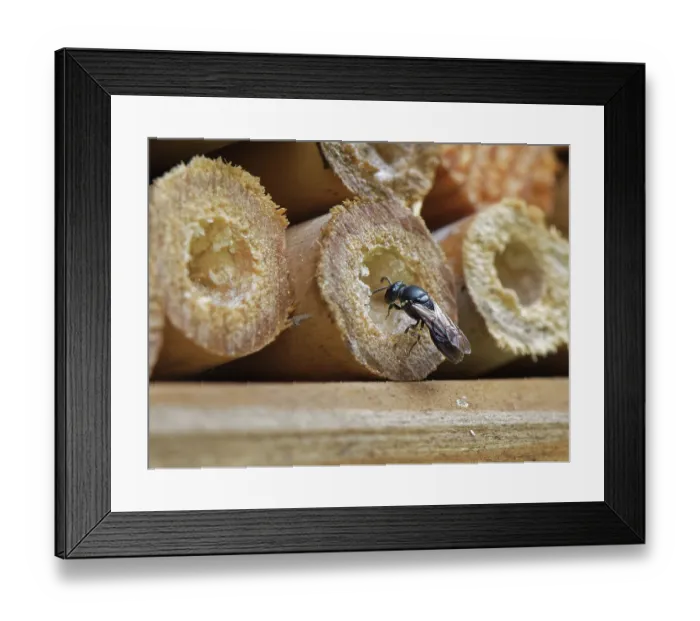 Framed Print : Common yellow-faced bee (Hylaeus communis) excavating a nest burrow in an insect hotel, Wiltshire garden, UK. July Framed Print : Common yellow-faced bee (Hylaeus communis) excavating a nest burrow in an insect hotel, Wiltshire garden, UK. July
