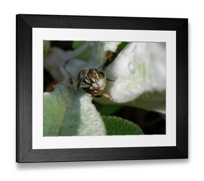 Framed Print : Wool carder bee (Anthidium manicatum) female, about to fly off with a bundle of hairs scraped from a Lamb's ear (Stachys byzantina) leaf to line the nest, Wiltshire garden, UK Framed Print : Wool carder bee (Anthidium manicatum) female, about to fly off with a bundle of hairs scraped from a Lamb's ear (Stachys byzantina) leaf to line the nest, Wiltshire garden, UK