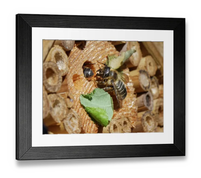 Framed Print : Wood-carving leafcutter bee (Megachile ligniseca) female, attacking another bee she is competing with for a nest burrow within an insect hotel, Wiltshire garden, UK. July Framed Print : Wood-carving leafcutter bee (Megachile ligniseca) female, attacking another bee she is competing with for a nest burrow within an insect hotel, Wiltshire garden, UK. July
