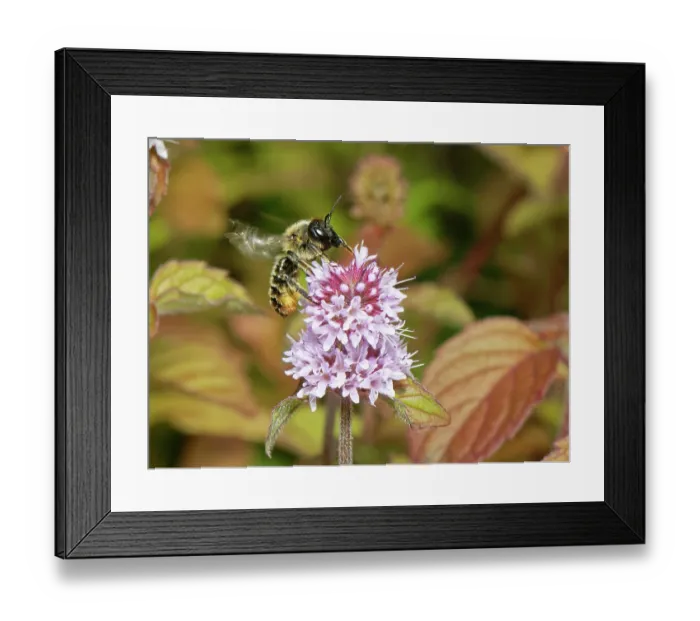 Framed Print : Wood-carving leafcutter bee (Megachile ligniseca) nectaring on Water mint (Mentha aquatica) flowerhead in a garden pond, Wiltshire, UK. August Framed Print : Wood-carving leafcutter bee (Megachile ligniseca) nectaring on Water mint (Mentha aquatica) flowerhead in a garden pond, Wiltshire, UK. August