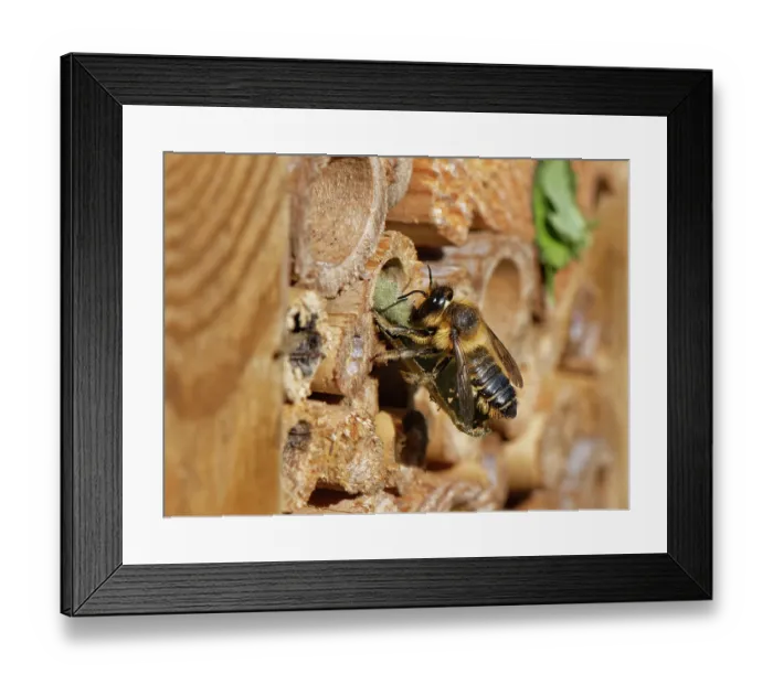 Framed Print : Wood-carving leafcutter bee (Megachile ligniseca) female, removing the remains of an old Leafcutter bee nest in an insect hotel before building her own, Wiltshire garden, UK. July Framed Print : Wood-carving leafcutter bee (Megachile ligniseca) female, removing the remains of an old Leafcutter bee nest in an insect hotel before building her own, Wiltshire garden, UK. July