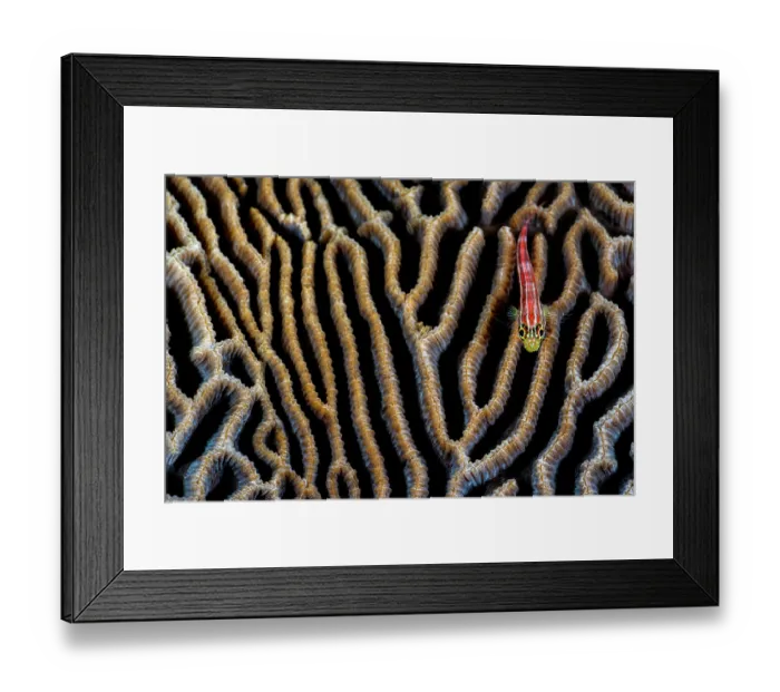Framed Print : RF - Striped triplefin (Helcogramma striata) swimming over a Brain coral (Platygyra sp.), Bitung, North Sulawesi, Indonesia, Lembeh Strait, Molucca Sea Framed Print : RF - Striped triplefin (Helcogramma striata) swimming over a Brain coral (Platygyra sp.), Bitung, North Sulawesi, Indonesia, Lembeh Strait, Molucca Sea
