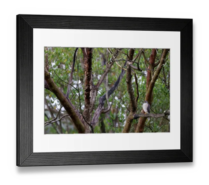 Framed Print : Little sparrowhawk (Accipiter minullus) perched on branch in mangrove swamp habitat, Mntunzini, KwaZulu Natal, South Africa