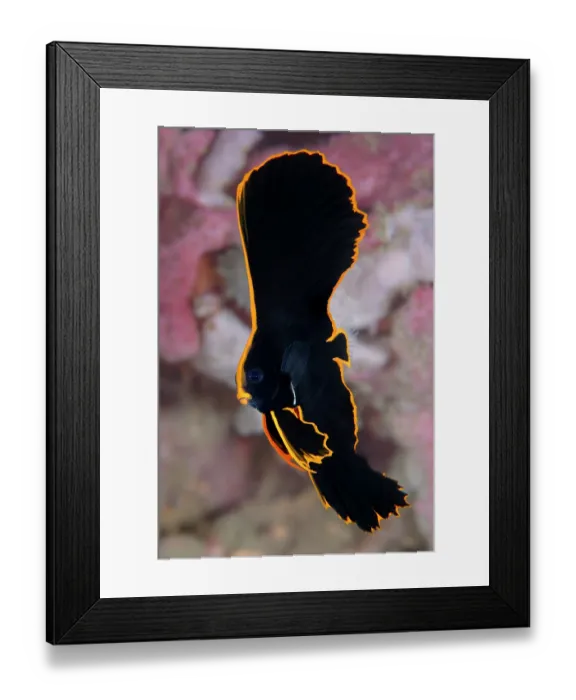 Framed Print : RF - Pinnate batfish (latax pinnatus) juvenile, sheltering on a coral reef, Bitung, North Sulawesi, Indonesia, Lembeh Strait, Molucca Sea Framed Print : RF - Pinnate batfish (latax pinnatus) juvenile, sheltering on a coral reef, Bitung, North Sulawesi, Indonesia, Lembeh Strait, Molucca Sea