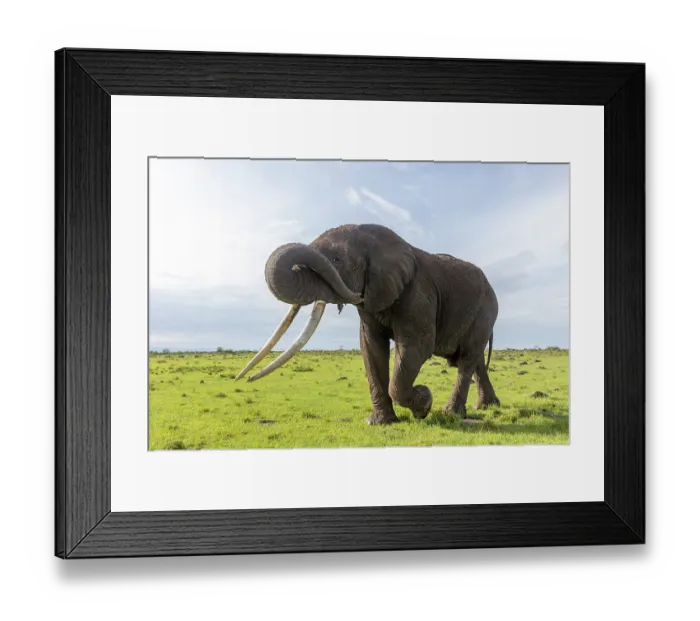 Framed Print : African elephant (Loxodonta africana) bull, walking on the savanna, Masai Mara National Reserve, Kenya. Endangered Framed Print : African elephant (Loxodonta africana) bull, walking on the savanna, Masai Mara National Reserve, Kenya. Endangered