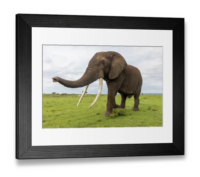 Framed Print : African elephant (Loxodonta africana) bull, walking on the savanna, Masai Mara National Reserve, Kenya. Endangered Framed Print : African elephant (Loxodonta africana) bull, walking on the savanna, Masai Mara National Reserve, Kenya. Endangered