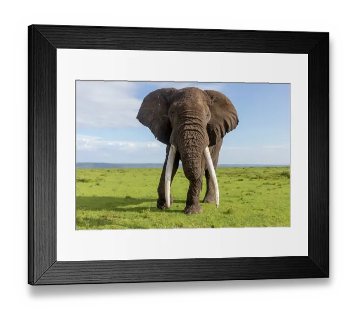 Framed Print : African elephant (Loxodonta africana) bull, portrait, Masai Mara National Reserve, Kenya. Endangered